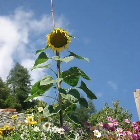 Alojamento de Acomodação e Pequeno-almoço A Pankeo