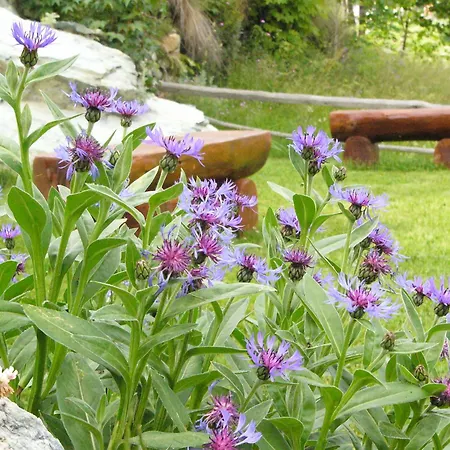 A Pankeo Alojamento de Acomodação e Pequeno-almoço