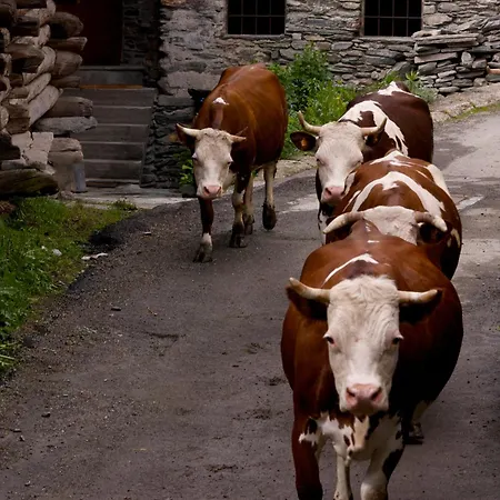 Alojamento de Acomodação e Pequeno-almoço A Pankeo