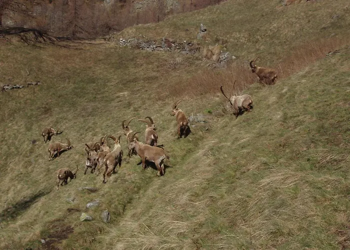 住宿加早餐酒店 A Pankeo