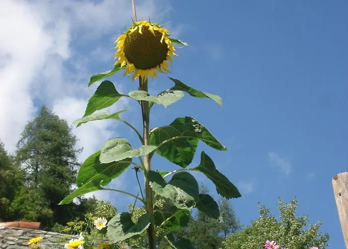 住宿加早餐酒店 A Pankeo