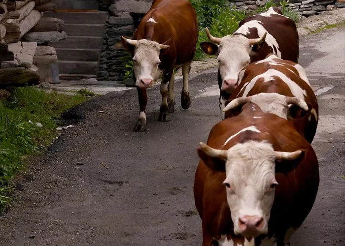 Bed & Breakfast A Pankeo